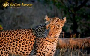 Leopard versus porcupine on 4 day Kruger Park Safari