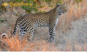 Leopard takes on porcupine whilst on safari tour in Kruger National Park