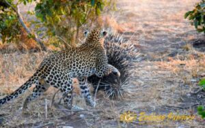 Leopard in the Kruger Park