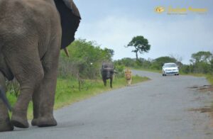 Elephant VS Buffalo